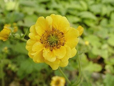 Geum chiloense Lady Stratheden
